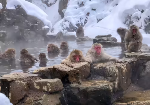 Opičí park Jigokudani