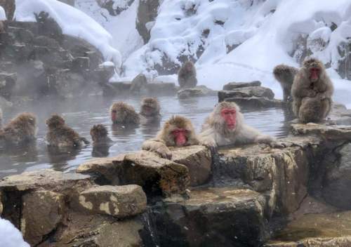 Opičí park Jigokudani