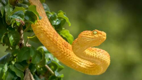 Snake island, Brazil