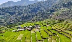 Terasy, Banaue