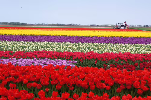 Tulipány