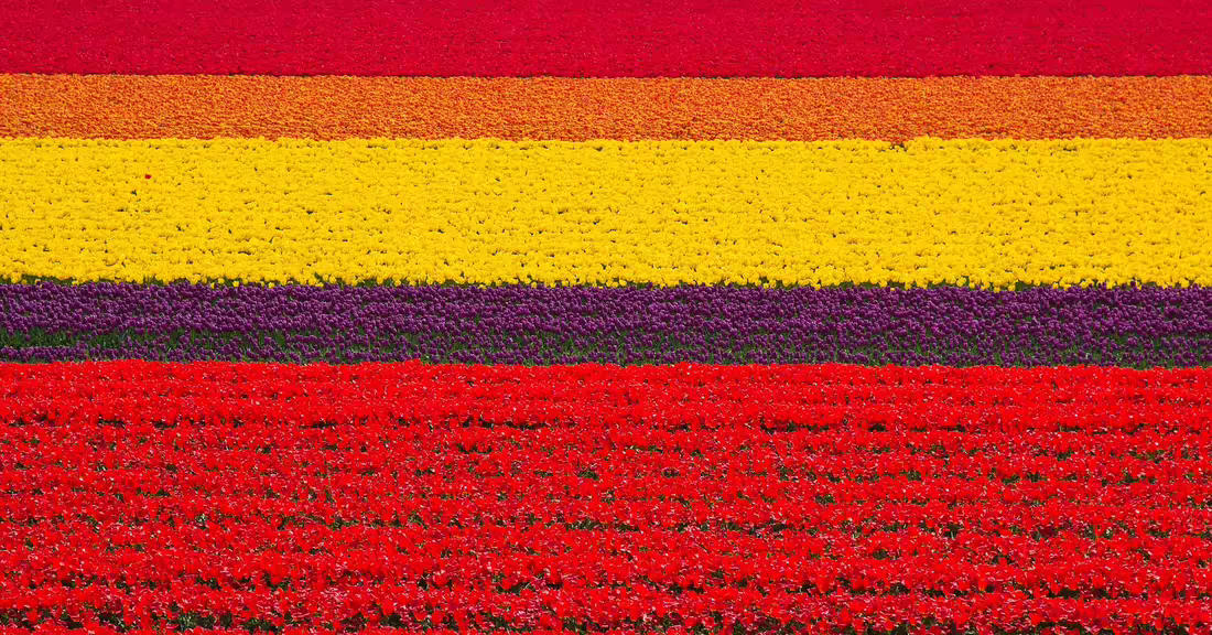 Tulipány
