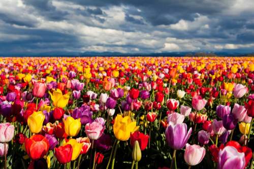 Tulipány