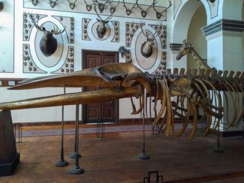 Poľnohospodárske múzeum, Káhira, Egypt