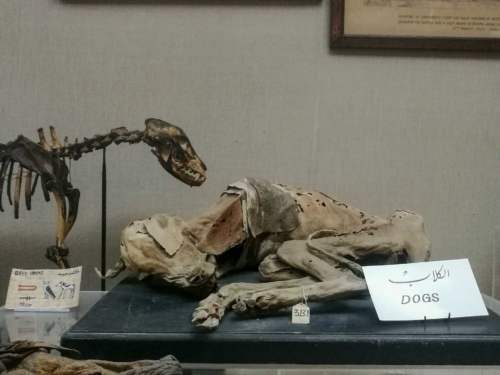 Poľnohospodárske múzeum, Káhira, Egypt