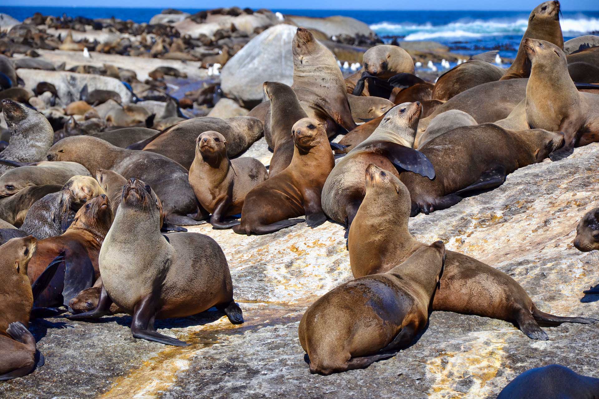 https://www.placemania.sk/wp-content/uploads/2021/02/seal_island.jpg