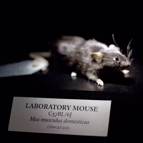 Center for PostNatural History