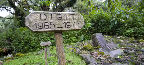Hrob Dian Fossey
