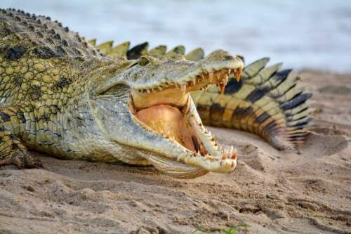 Paga Crocodile Pond, Ghana