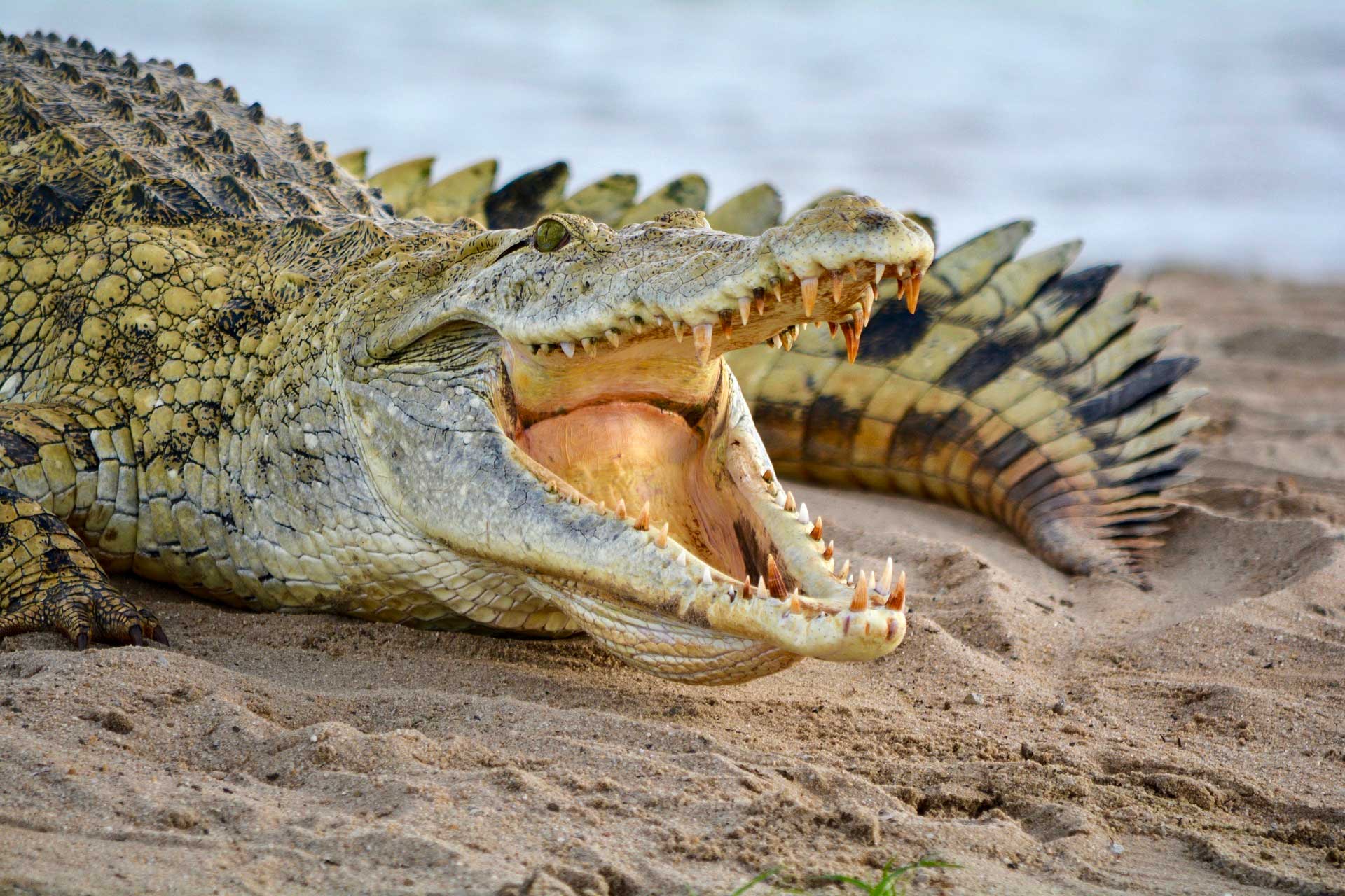 https://www.placemania.sk/wp-content/uploads/2021/03/jazero_posvatnych_krokodilov.jpg
