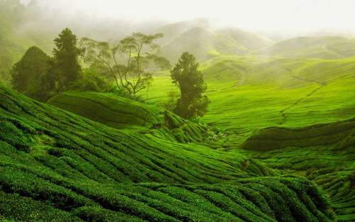 Lakkatura Tea Garden
