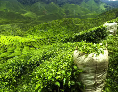 Lakkatura Tea Garden