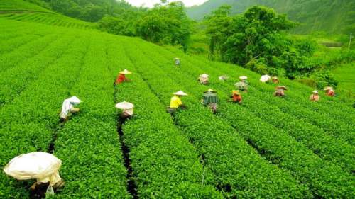 Lakkatura Tea Garden