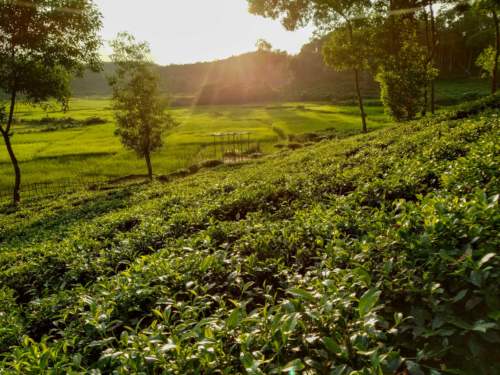 Lakkatura Tea Garden