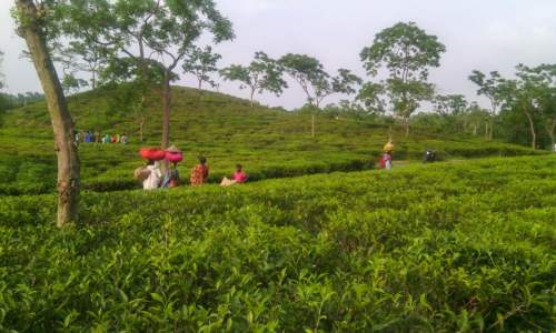 Lakkatura Tea Garden