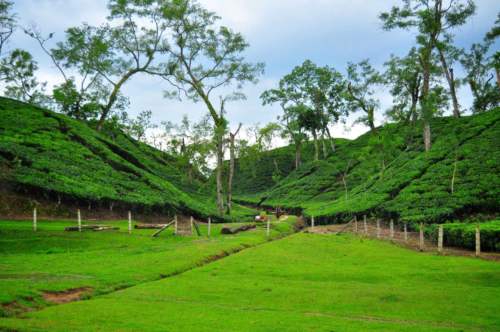 Lakkatura Tea Garden