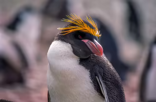 Aptenodytes patagonicus