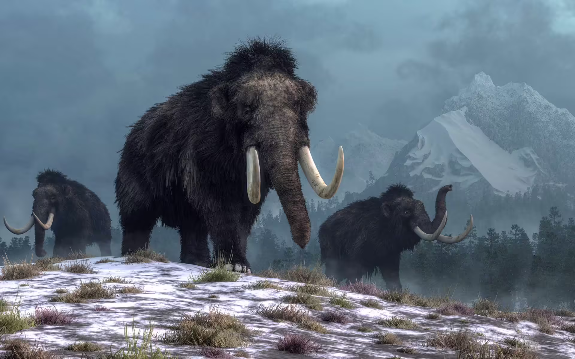 Wrangel Island, Russia