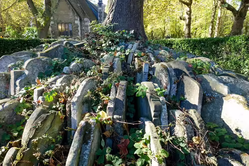 The Hardy Tree