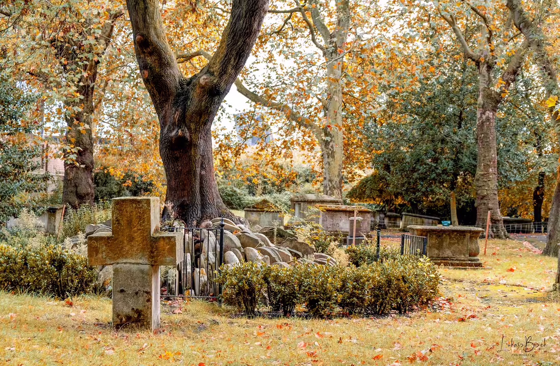 The Hardy Tree