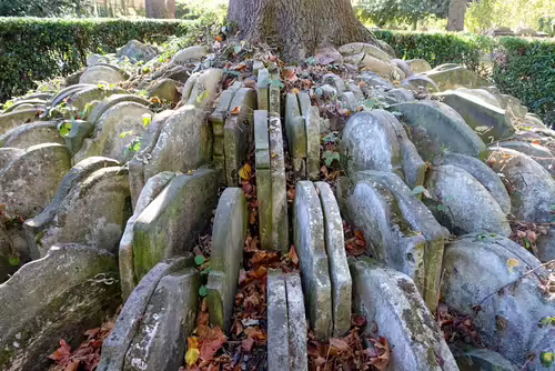 The Hardy Tree