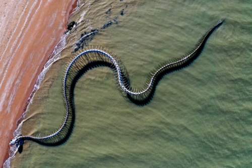 Serpent d'océan