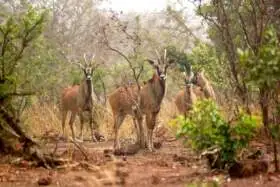 Národný park, Sierra Leone
