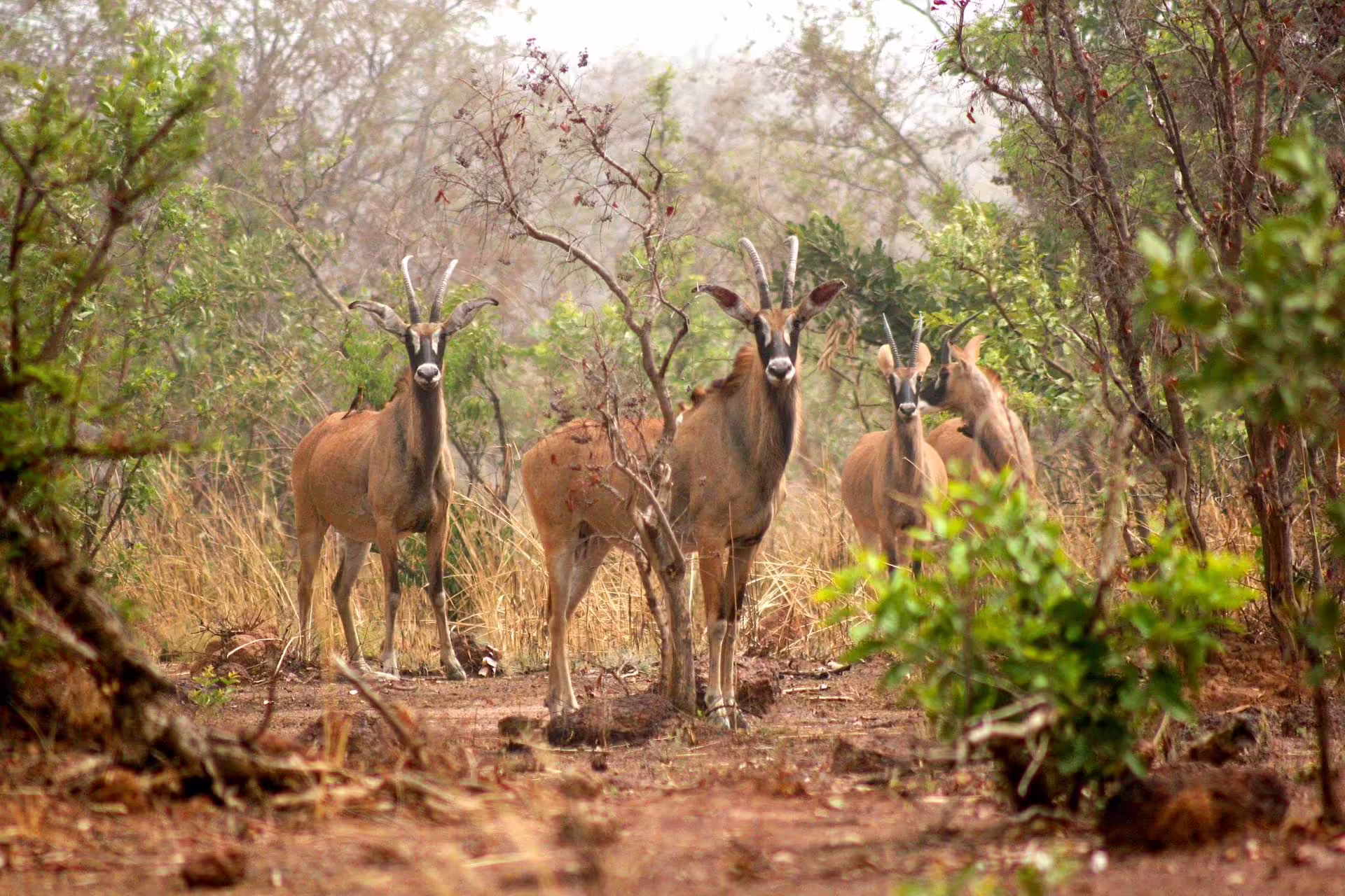 Národný park, Sierra Leone