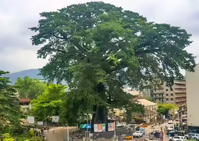 Cotton Tree, Freetown