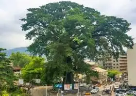 Cotton Tree, Freetown