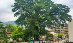 Cotton Tree, Freetown