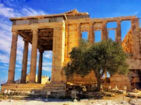 Olivovník Akropoly