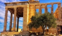 Olivovník Akropoly