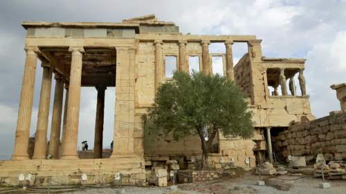 Olivový strom na Akropole
