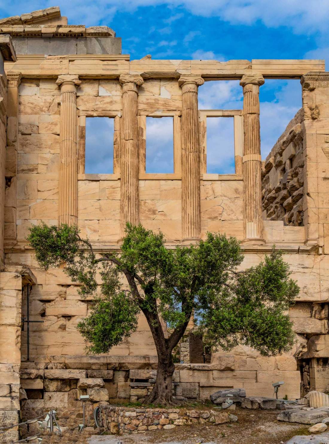 Olivový strom na Akropole