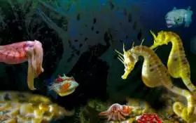 Seahorse World, Tasmania