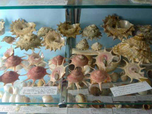 Griffiths Sea Shell Museum