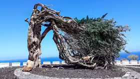 Monumento a la Sabina de El Hierro
