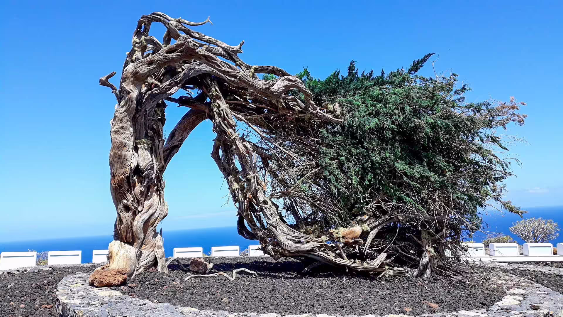 Monumento a la Sabina de El Hierro