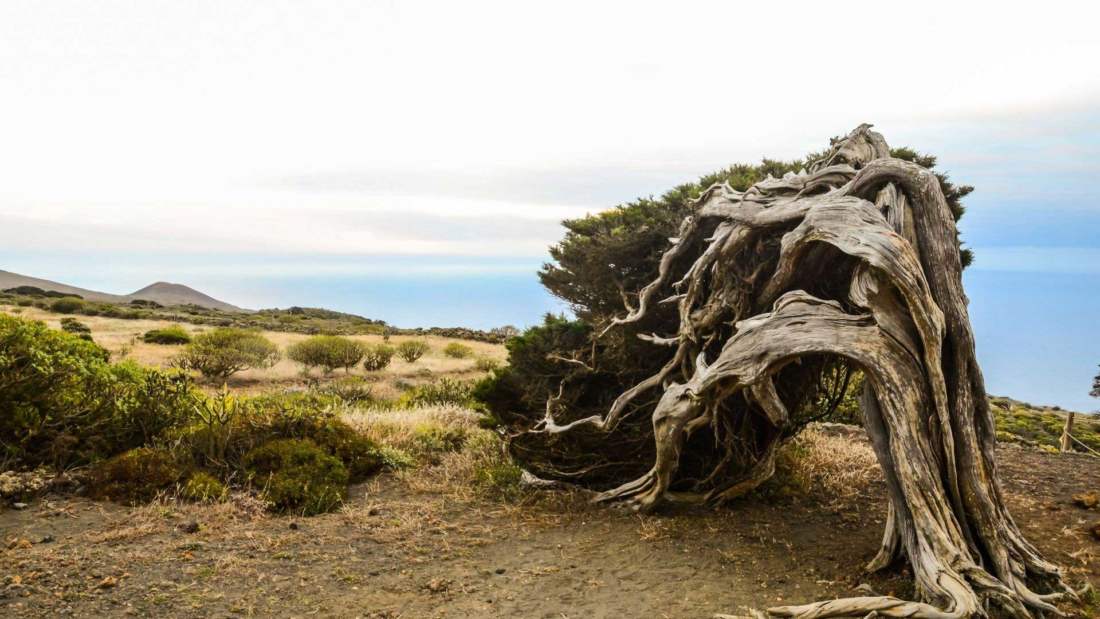 Pomník Sabiny z El Hierro