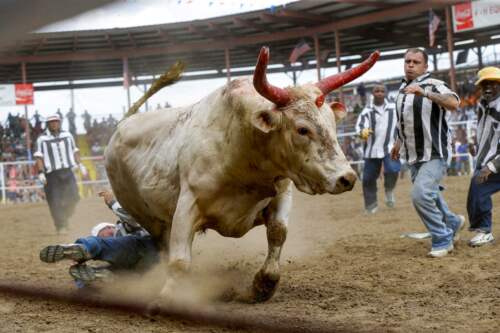 Rodeo in Louisiana