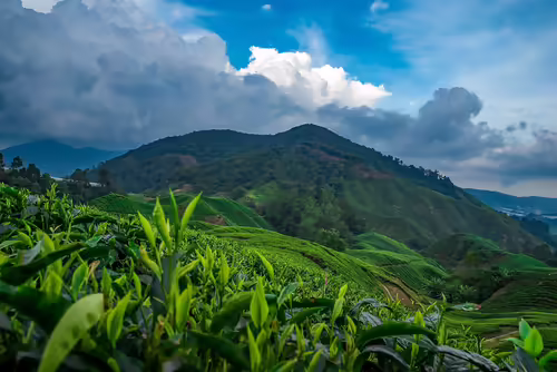 BOH, Malajzia