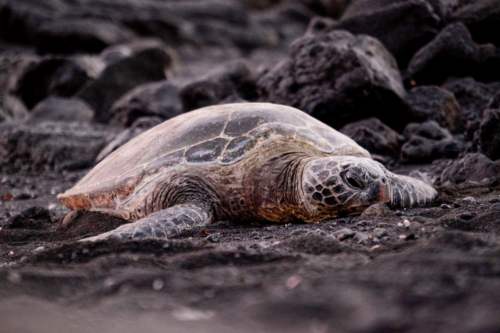 Punaluʻu