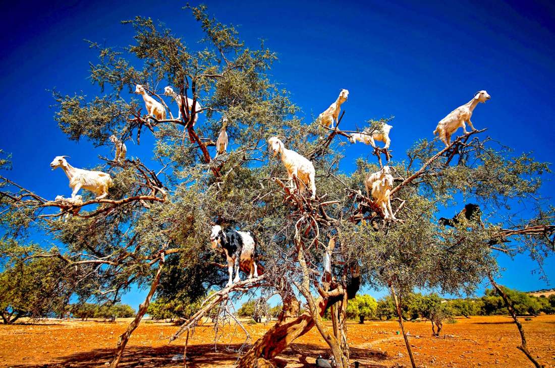 Kozy na strome, Maroko