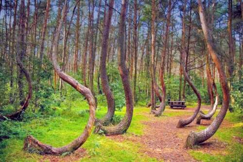 Hoia Forest, Romania