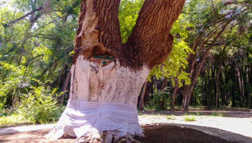 Posvätný strom, Kazachstan