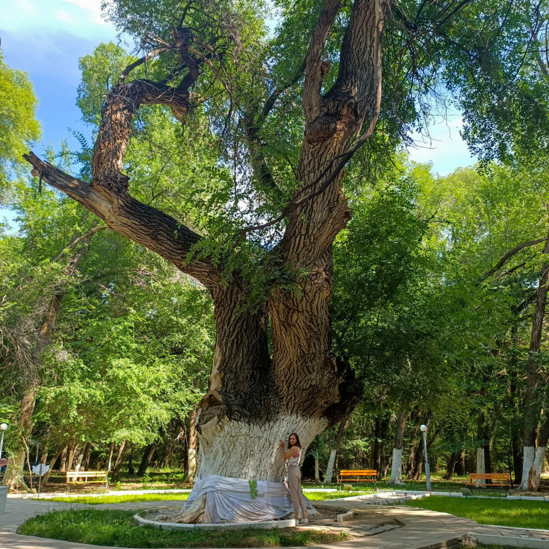 Posvätný strom, Kazachstan