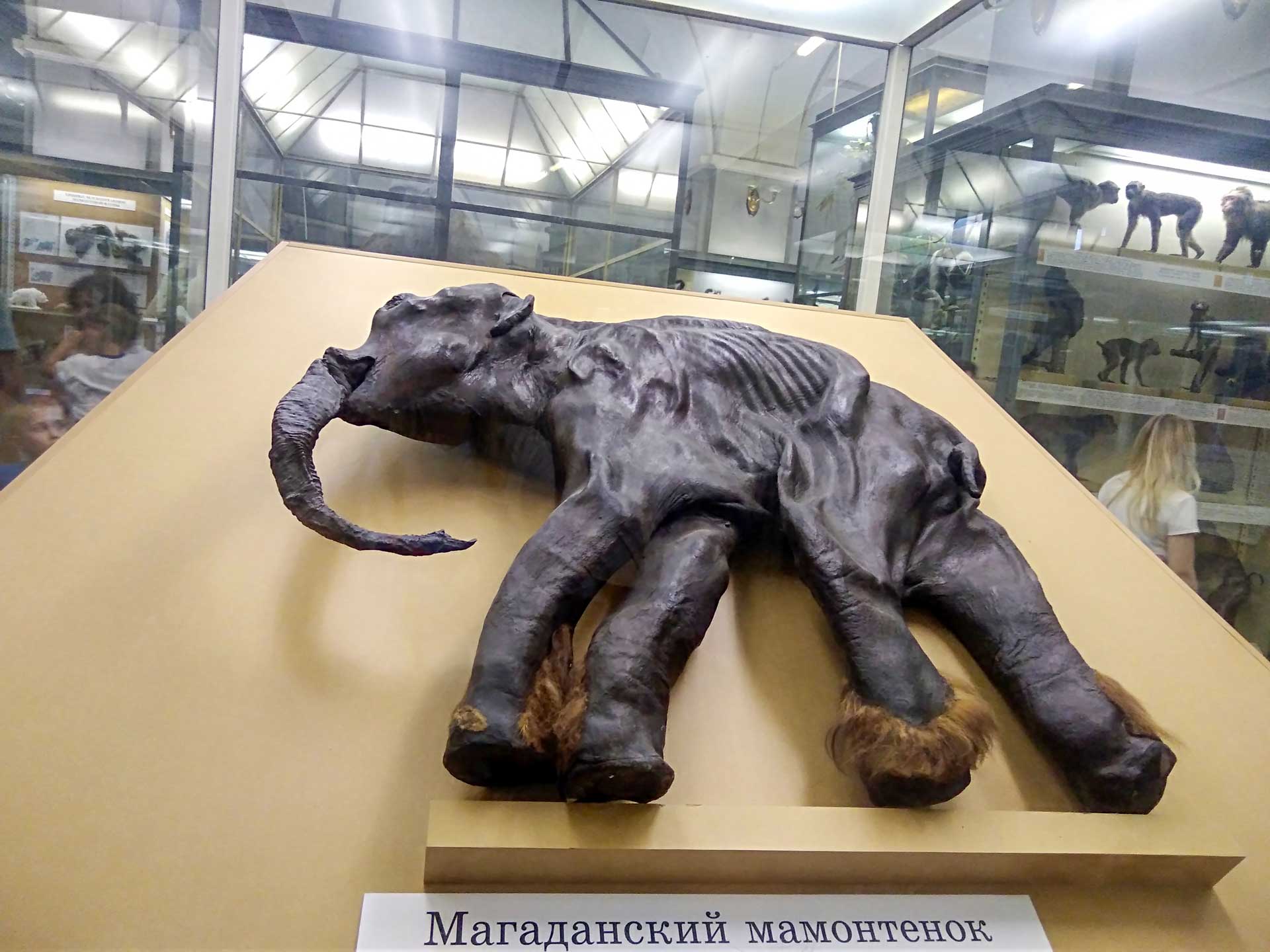 Najzachovalejšie mamuty