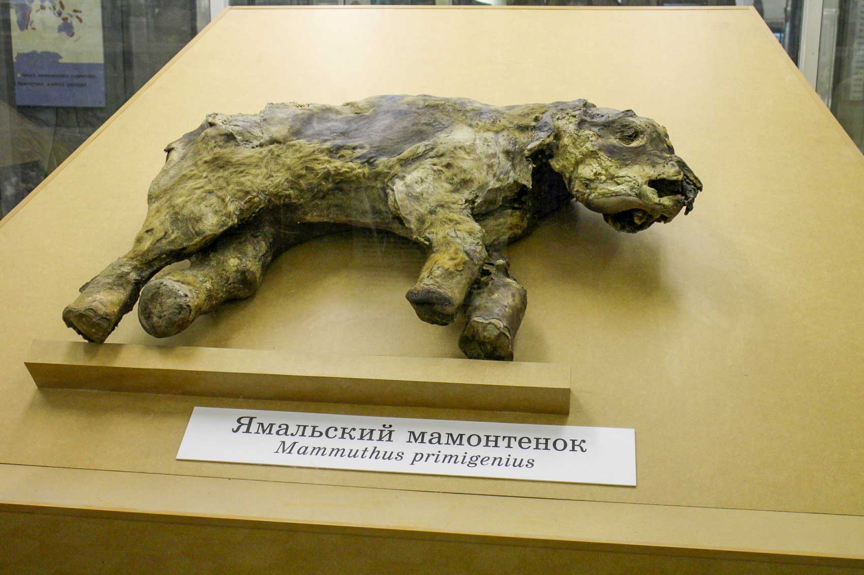 Berezovsky mamut