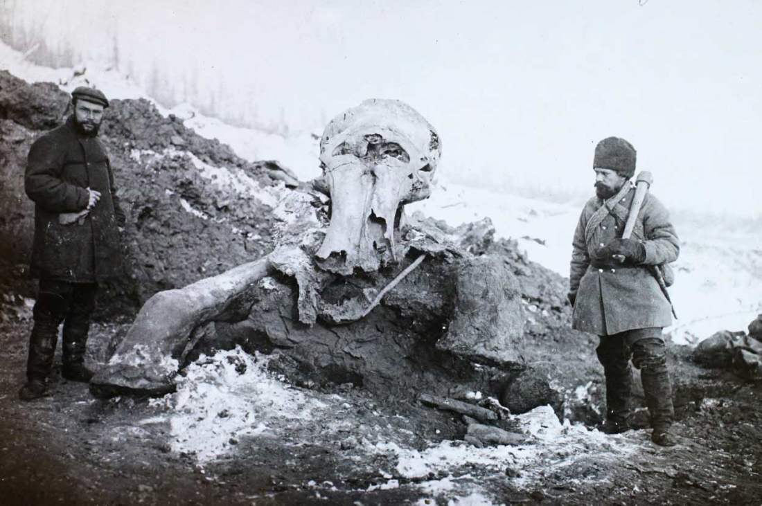 Najzachovalejšie mamuty